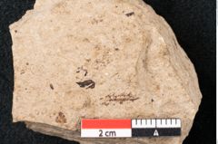 Foto (Detailansicht) von Pinus palaeostrobus Ettingshausen (NHMW-GEO-2024-0188-8258)